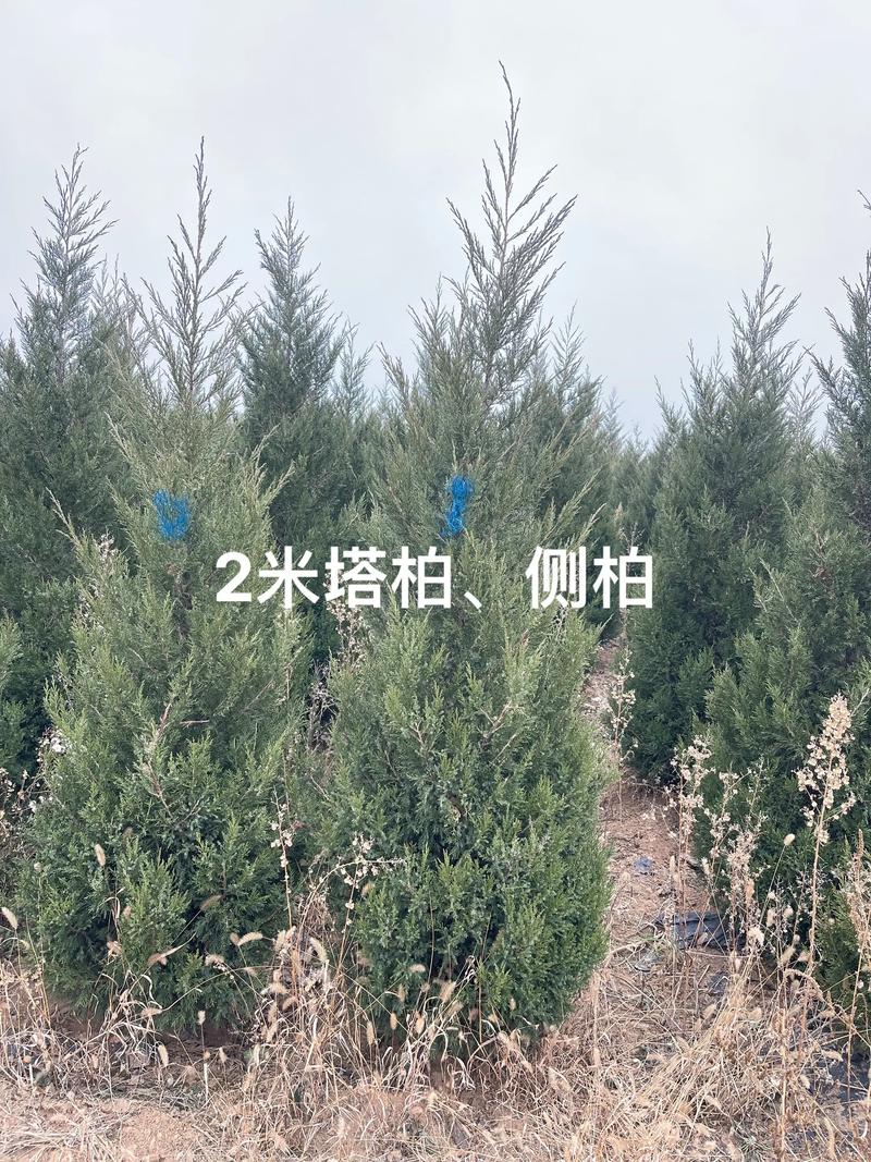 品种真实性鉴别是采购第一道关卡