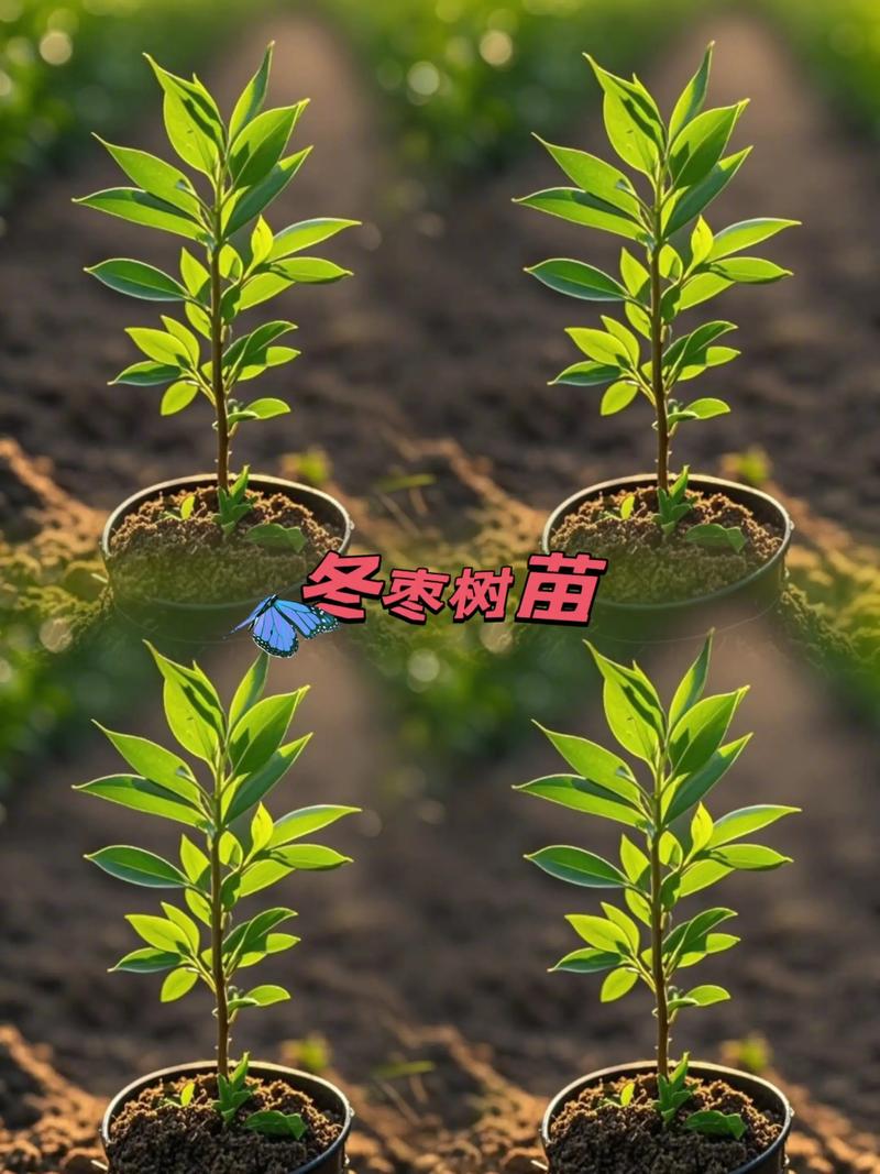 采购验苗标准：一看嫁接口、二看根系、三看苗龄