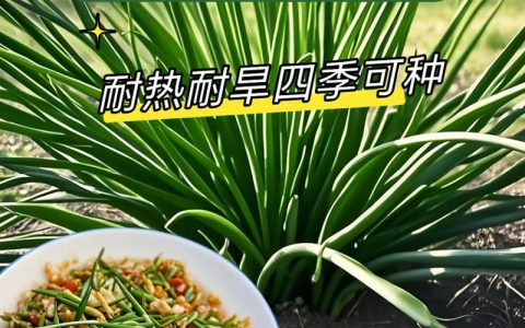 沙葱种子价格多少钱一斤？规格、产地、采购量影响报价