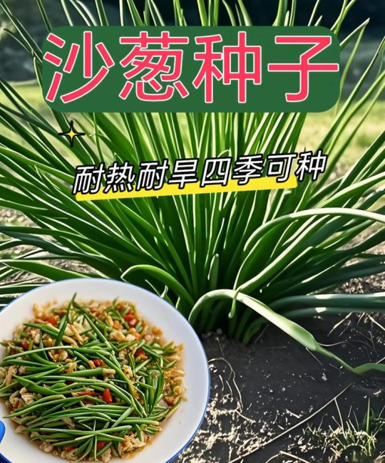 沙葱种子价格多少钱一斤？规格、产地、采购量影响报价