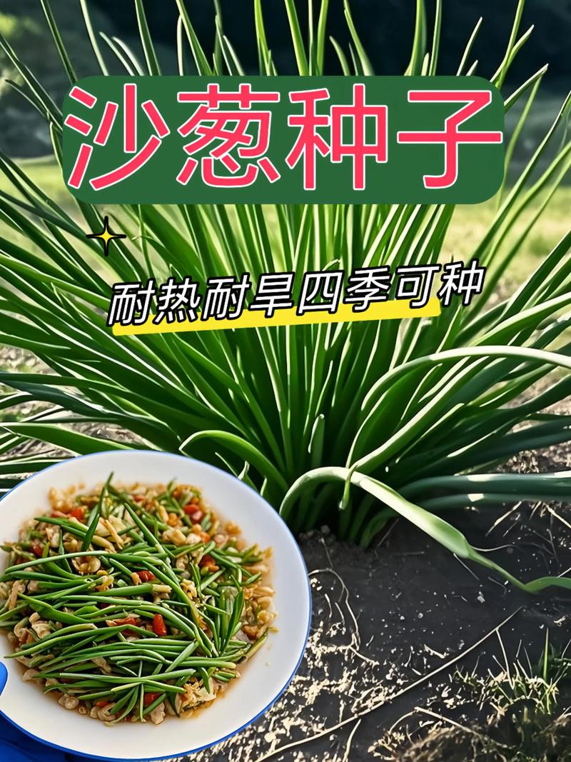 沙葱种子价格多少钱一斤？规格、产地、采购量影响报价