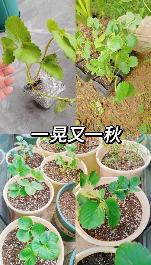 四、浇水不当：要么旱死，要么涝死