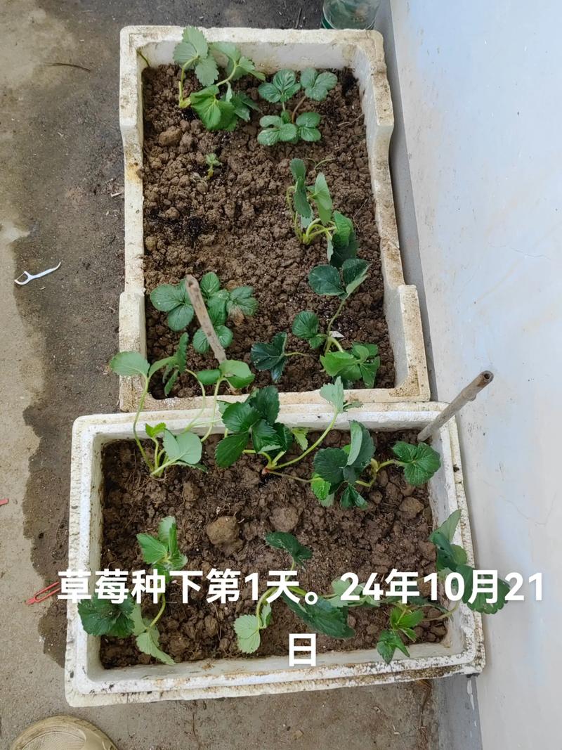 五、气温过高或过低抑制生根