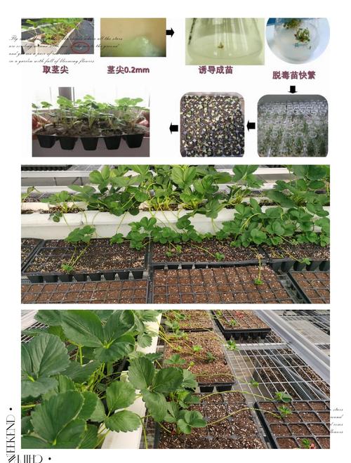 六、病虫害“暗算”根系
