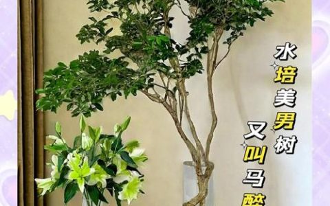 什么树可以在水里面生长？— 耐水湿乔木的品种选择与种植指南
