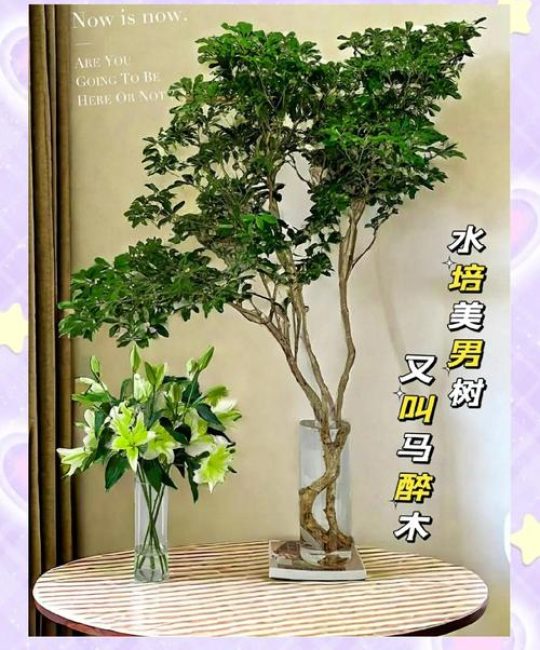 什么树可以在水里面生长？— 耐水湿乔木的品种选择与种植指南
