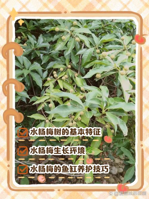 推荐种植清单