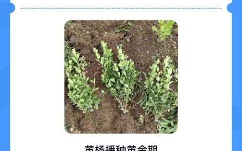 黄杨种子什么时间种植好？完整指南与操作步骤