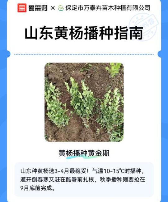 黄杨种子什么时间种植好？完整指南与操作步骤