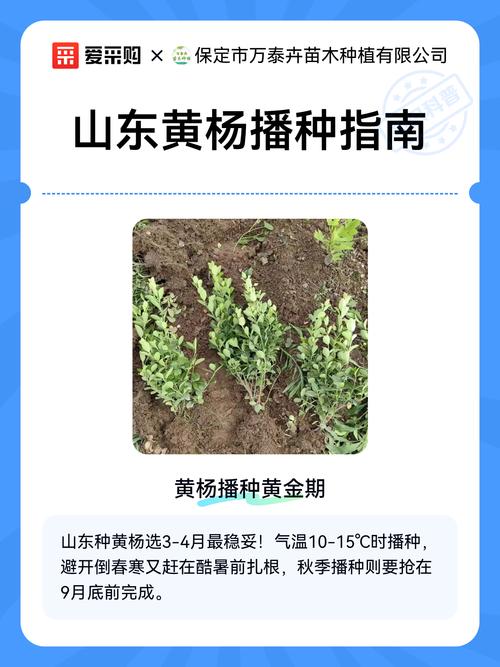 一、适宜时间：春播和秋播各有优势，气温和地温是硬指标