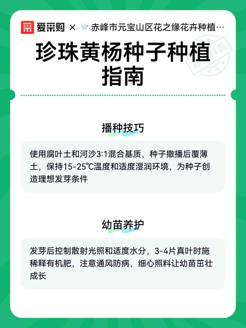 三、栽前处理：种子沙藏催芽是核心，消毒和浸泡一个不能少