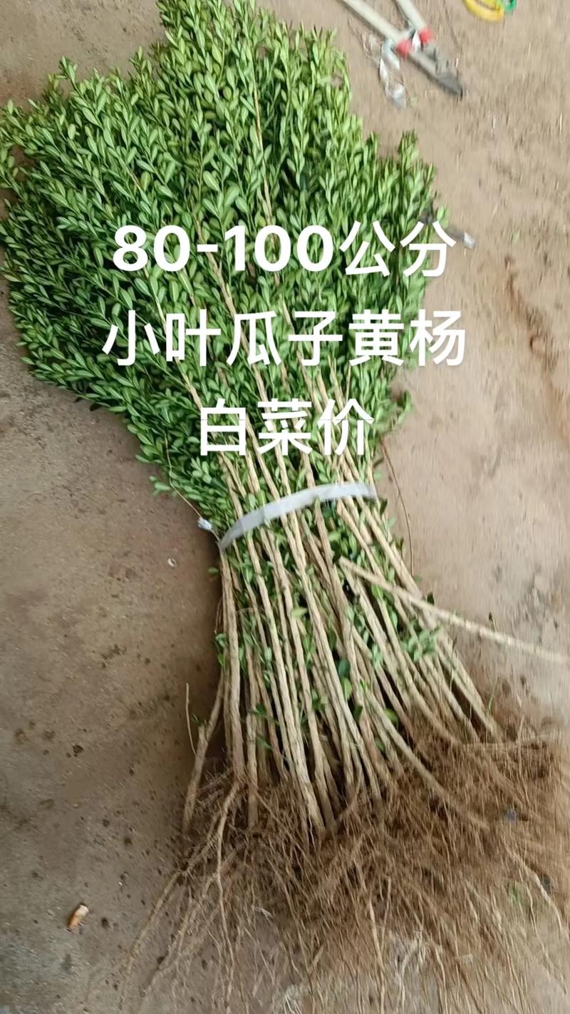 二、土壤环境：疏松透气、中性偏酸，pH值6.0-7.5最理想