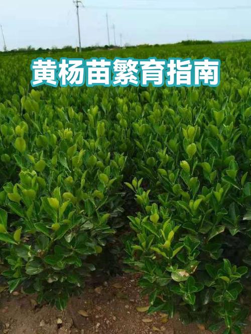 五、浇定根水：边播边浇，小水慢灌浇透不积水