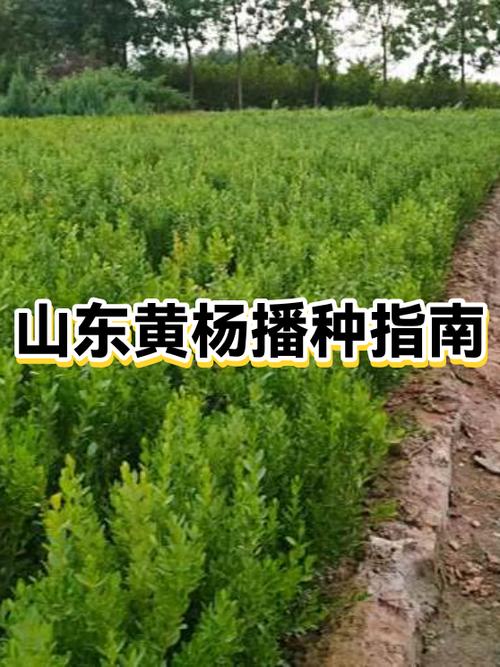 四、栽植深度：浅播不覆厚土，1-2cm为黄金标准