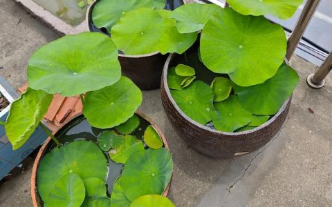 碗莲如何快速开花？掌握这5个关键技巧，花期提前30天