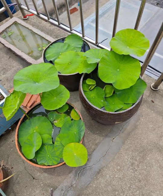 碗莲如何快速开花？掌握这5个关键技巧，花期提前30天