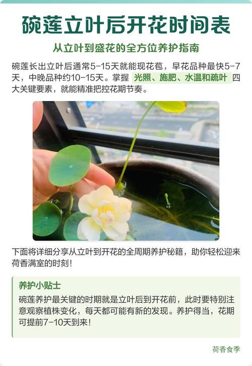 碗莲的花期与观赏期说明
