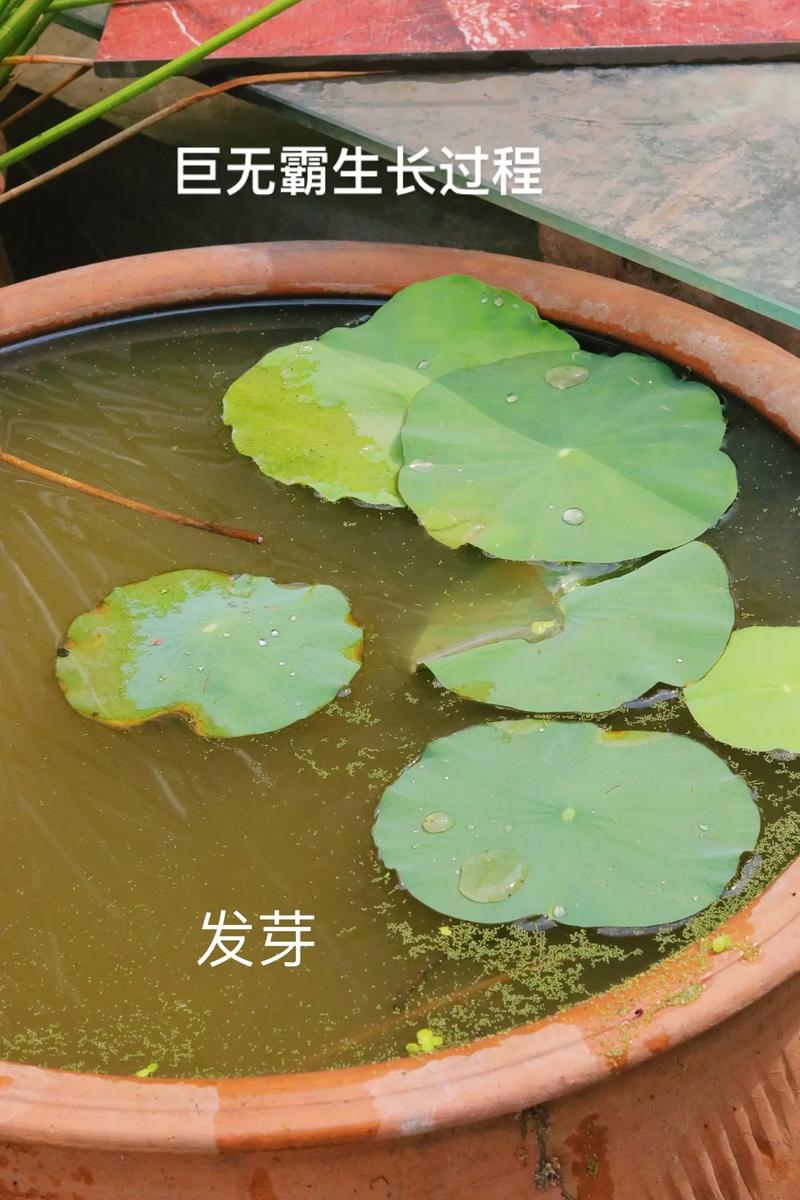 促花养护步骤（含操作细节）