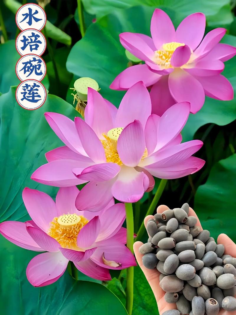 不开花常见原因与解决（结构化列表）