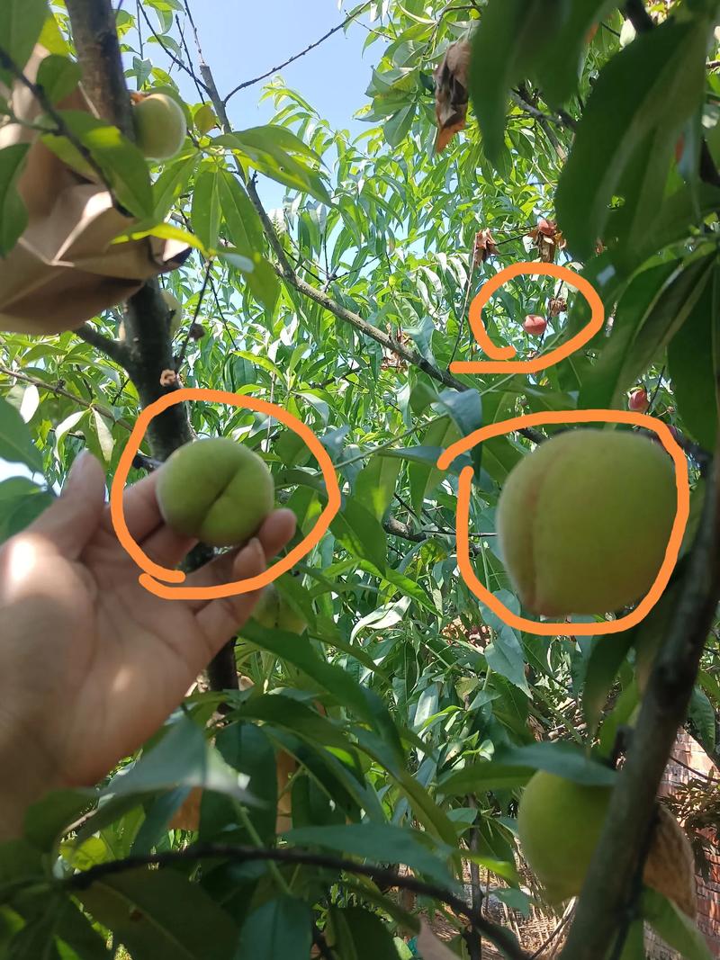 桃树品种知多少?从毛桃到油桃,一文看懂三大类代表品种 三大代表品种6维度对比表格