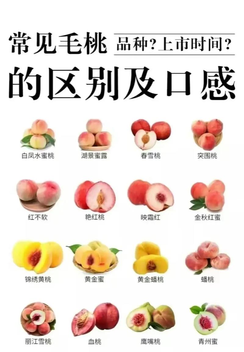 桃树品种知多少?从毛桃到油桃,一文看懂三大类代表品种 家庭种植最终选择建议