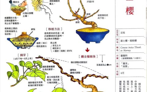 樱花树种植全攻略：从选时到成活，每一步都讲清楚
