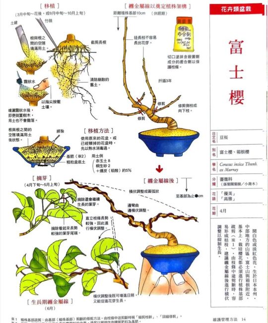 樱花树种植全攻略：从选时到成活，每一步都讲清楚
