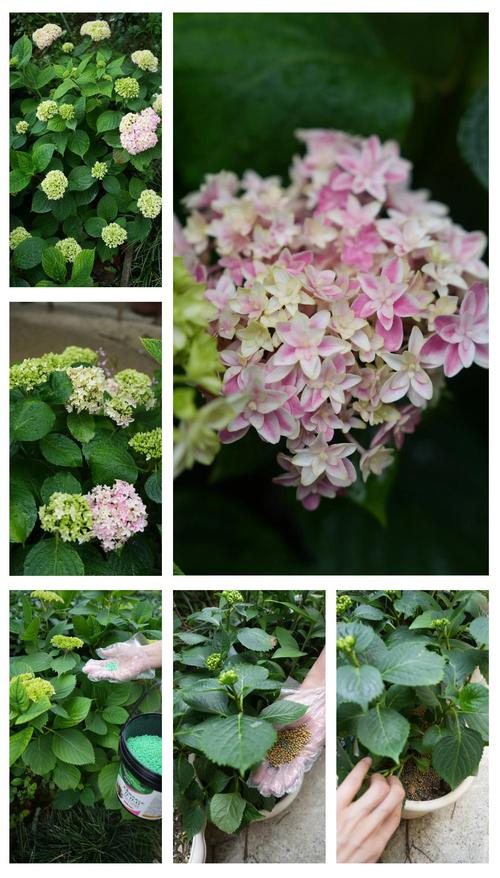 绣球花怎么养得好?从浇水到调色,这份家庭养护指南请收好 浇水:保持土壤湿润,但忌积水烂根