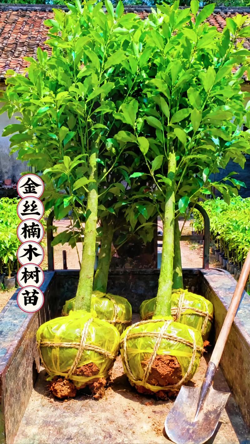 金丝楠木树苗种植方法和注意事项：从选时到成活的7步实操指南