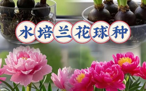 兰花水培好还是土培好？附生兰花栽培方式深度解析