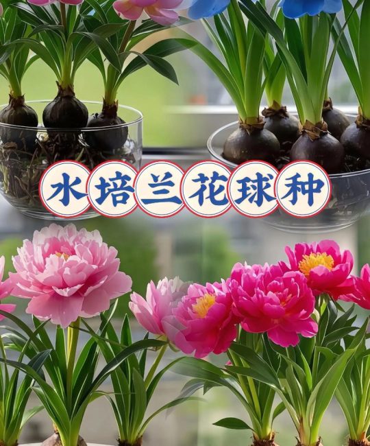 兰花水培好还是土培好？附生兰花栽培方式深度解析