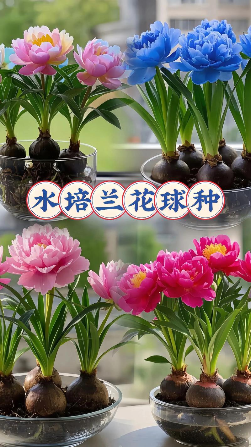 兰花水培好还是土培好?附生兰花栽培方式深度解析 兰花水培好还是土培好?附生兰花栽培方式深度解析