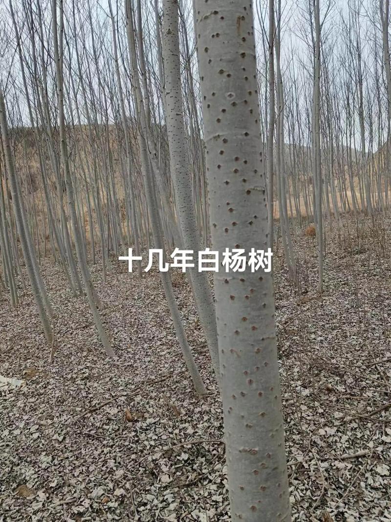 白杨树一棵可以卖多少钱?2024年价格参考与影响因素 价格因素汇总表