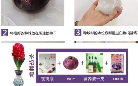 风信子花种子怎么种？专家指导