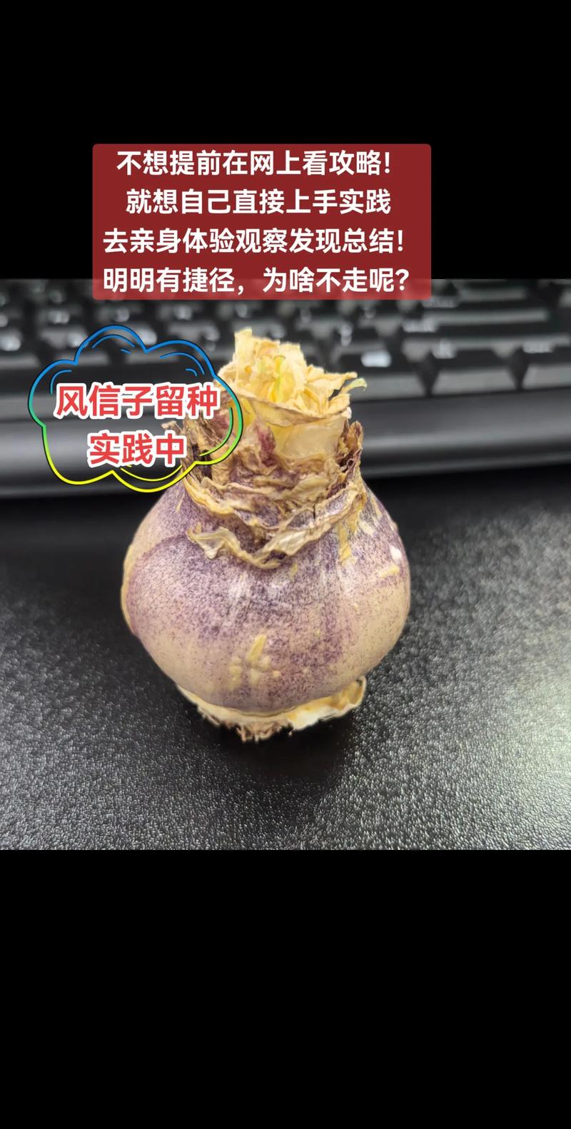 风信子花种子怎么种?专家指导 二、土壤环境