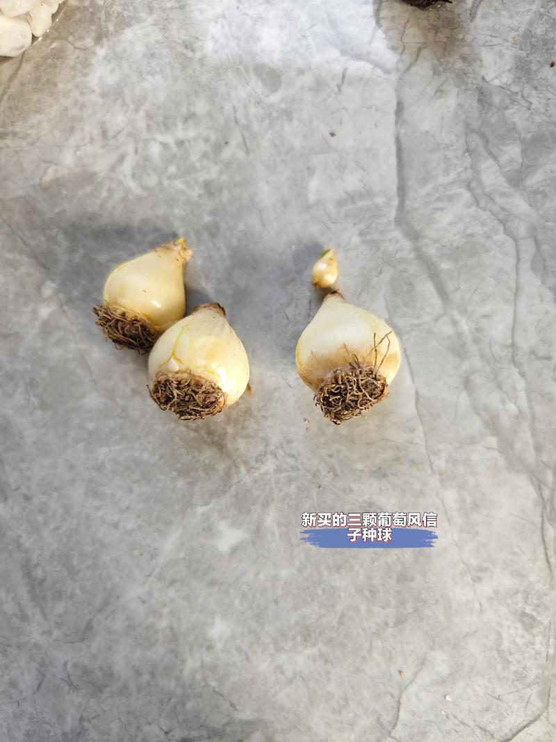 风信子花种子怎么种?专家指导 五、浇水(播种后第一次水)