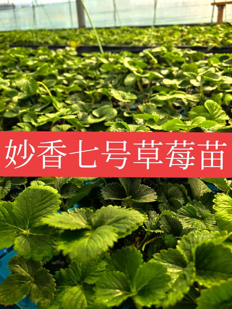 草莓苗什么价格?2025年最新市场报价与影响因素全解析 产地:主产区与物流成本