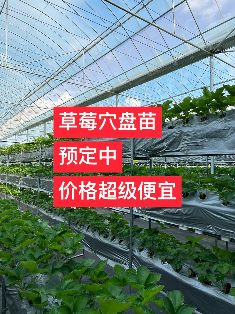 草莓苗什么价格?2025年最新市场报价与影响因素全解析 数量:批量购买的单位成本优势