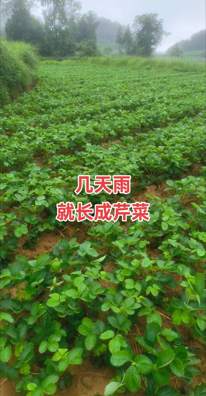 草莓苗什么价格?2025年最新市场报价与影响因素全解析 综合价格参考表(2025年春季)