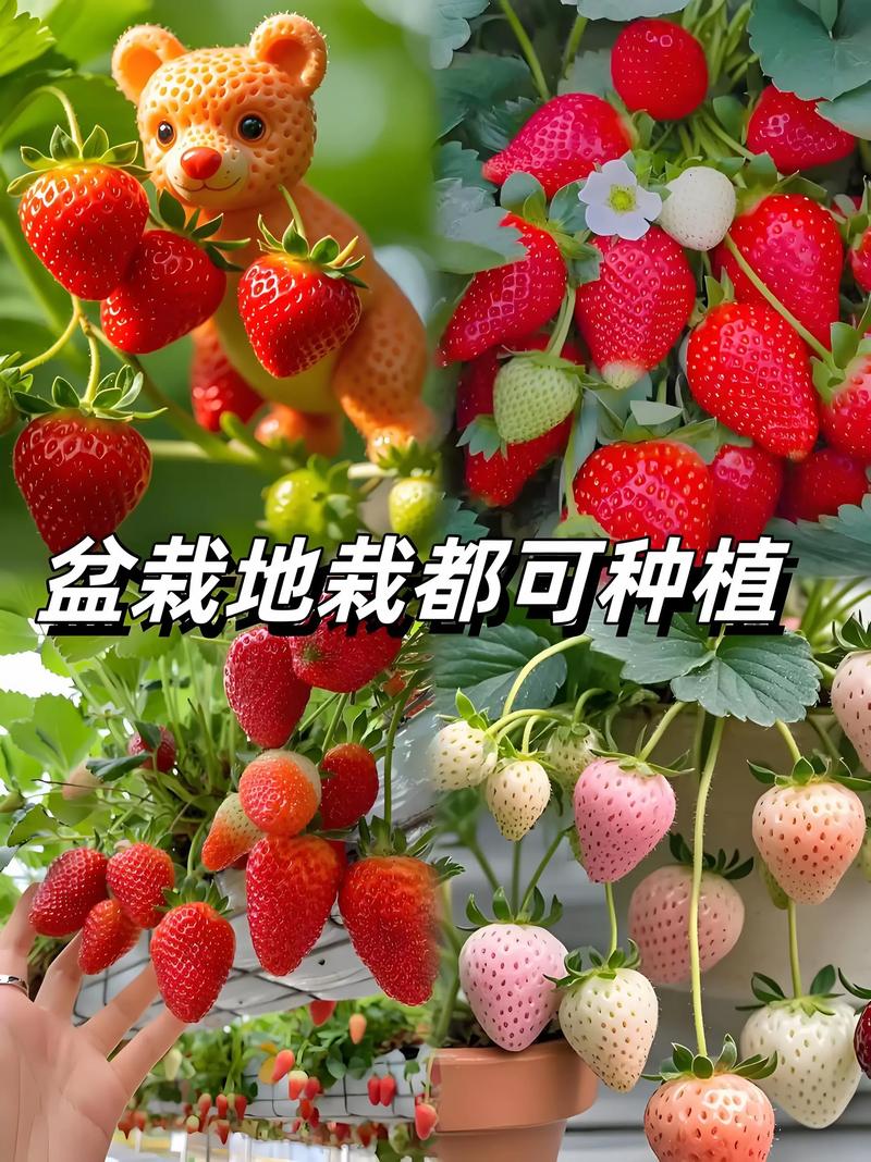 草莓苗什么价格?2025年最新市场报价与影响因素全解析 常见问题(FAQ)