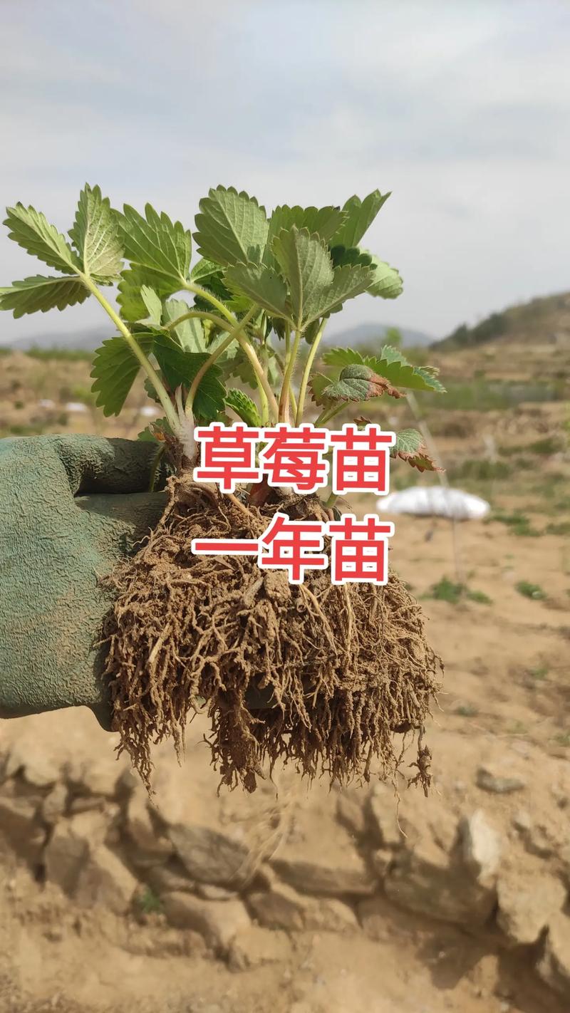 草莓苗什么价格?2025年最新市场报价与影响因素全解析 咨询指南:获取精准报价