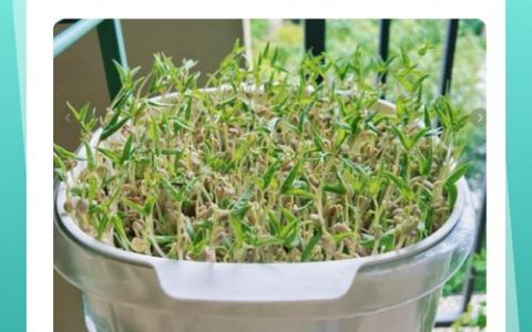 打破休眠与精准控温：不同品类种子的快速催芽实战指南