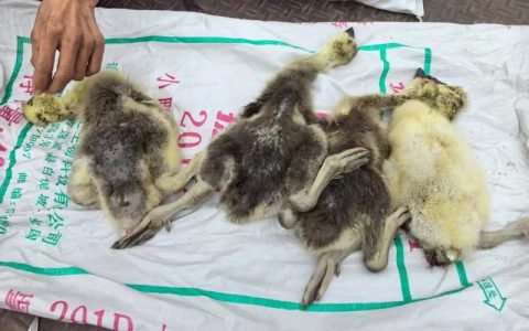 哪里有提供鹅苗？先别急着下单