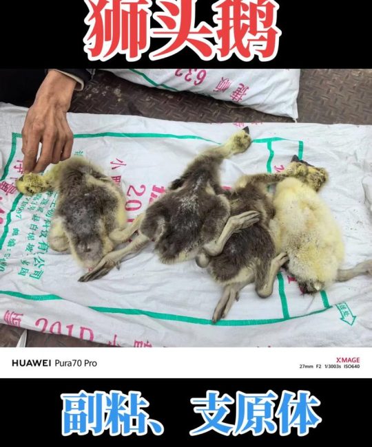 哪里有提供鹅苗？先别急着下单