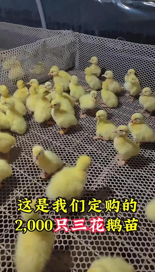 二、先核查品种真实性，别被“统称鹅苗”误导