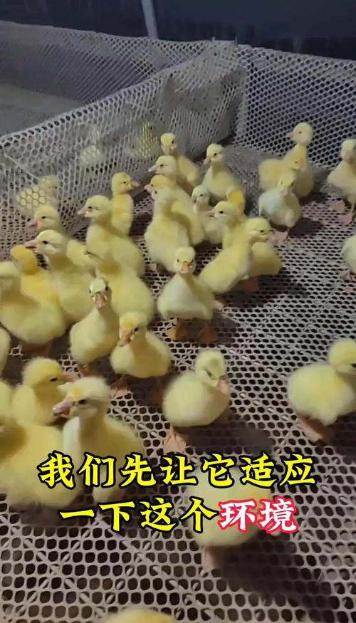 四、运输条件要单独核查