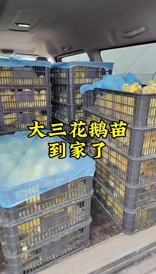 三、健康检查比价格更重要