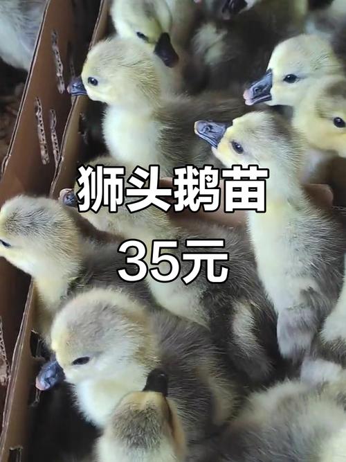 六、售后条款要看清，别被模糊承诺带偏