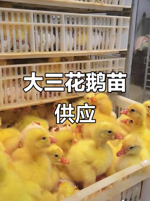 七、一份实用的鹅苗采购核查清单