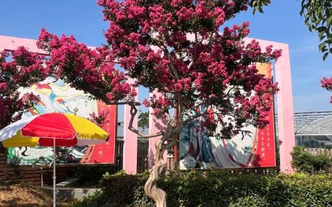 紫薇树庭院种植全攻略：避开误区，种出“百日红”